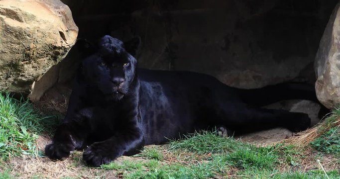 Black panther in the forest