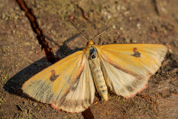 Clouded Buff moth - Diacrisia sannio, beautiful colored moth from European meadows and grasslands, Zlin, Czech Republic.