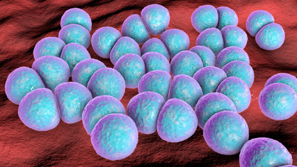 Bacteria Streptococcus pneumoniae