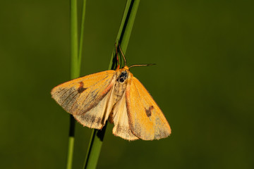Clouded Buff moth - Diacrisia sannio, beautiful colored moth from European meadows and grasslands, Zlin, Czech Republic.