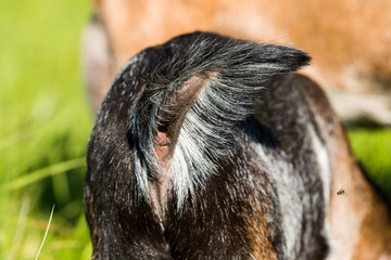 Brown goat tail back view outdoor in nature
