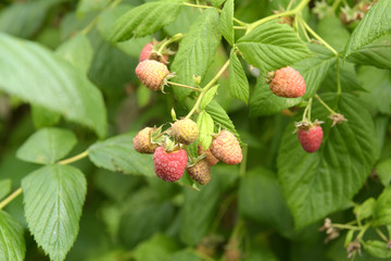 Himbeeren am Strauch - Heilpflanze