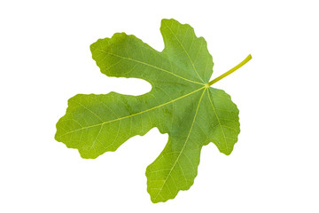 Lush vivid fig tree leaf cut out on white background.