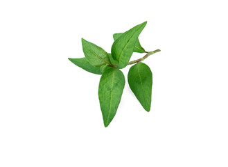 Vietnamese Coriander isolate on white background