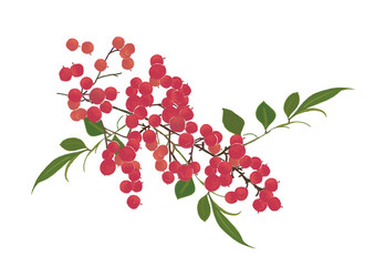 水彩画日本の正月やお祝い年賀はがきの素材赤い実の南天