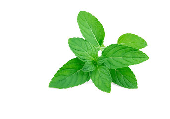 Fresh peppermint isolated on the white background