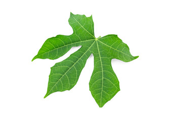Fresh green leaves of Tree spinach or Chaya (Cnidoscolus Chayamansa McVaugh) on white background