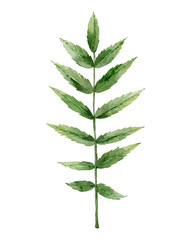 Green rowan leaf. Painted plant detail for wedding invitation, card, postcard, pattern, greeting. Watercolour botanical illustration isolated on white background.
