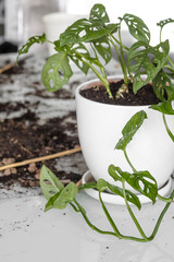 Monstera Monkey Mask after transplant.Beautiful Monstera flower in a white pot stands on a glass table on a white background.Houseplant, soil and transplanting tools: the concept of houseplant care