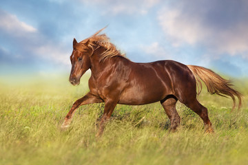 Red horse with long mane run gallop on field