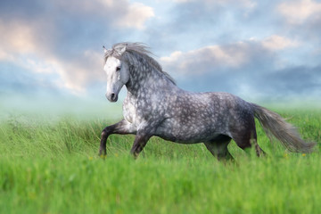 Fototapeta na wymiar Grey stallion free run on green field
