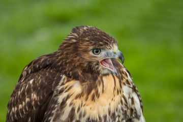 Bussard