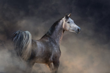 Grey arabian horse run free on desert dust