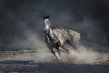 Grey arabian horse run free on desert dust