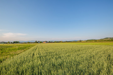 Obraz premium Green wheat field. Young juicy growing wheat ears field
