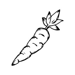 Carrot icon vector on hand drawn style