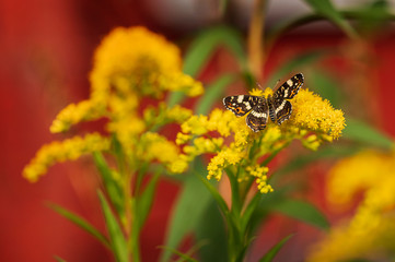 Butterfly on a yellow flower. Variegated winged mimosa. An insect with wings. Nymphalid butterflies. Copy space.