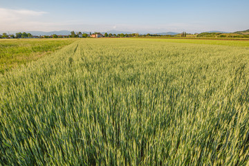 Green wheat field. Young juicy growing wheat ears field