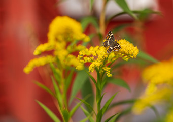 Butterfly on a yellow flower. Variegated winged mimosa. An insect with wings. Nymphalid butterflies. Copy space.