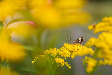 Butterfly on a yellow flower. Variegated winged mimosa. An insect with wings. Nymphalid butterflies. Copy space.