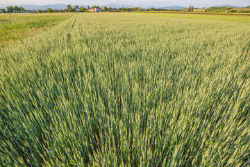 Green wheat field. Young juicy growing wheat ears field