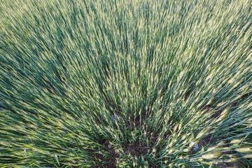 Green wheat field. Young juicy growing wheat ears field