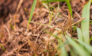 The lizard runs on the ground. Reptile animal. Fauna. Selective focus. Macro.