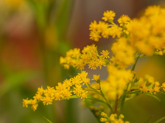 Yellow flowers of mimosa on a blurred background. Selective focus. Copy space.