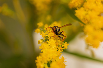 Insect on a yellow flower. A bee on a mimosa flower. Selective focus, copy space.