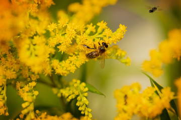 Insect on a yellow flower. A bee on a mimosa flower. Selective focus, copy space.