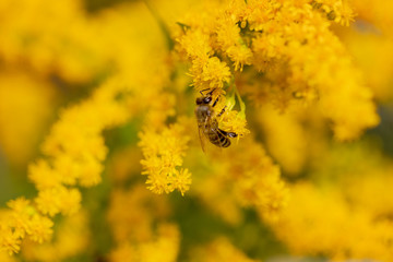 Insect on a yellow flower. A bee on a mimosa flower. Selective focus, copy space.
