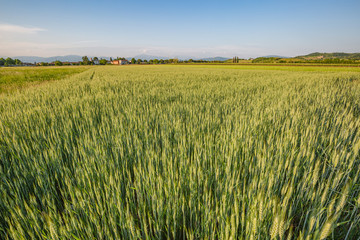 Green wheat field. Young juicy growing wheat ears field