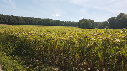 Ein Spaziergang im August 