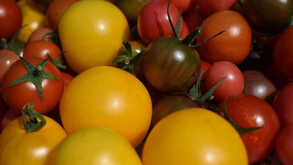 Paradeiser, Tomaten in verschiedenen Farben und Größen, gelb, rot, orange, blau, buntes Gemüse für vegane und vegetarische Küche, close up
