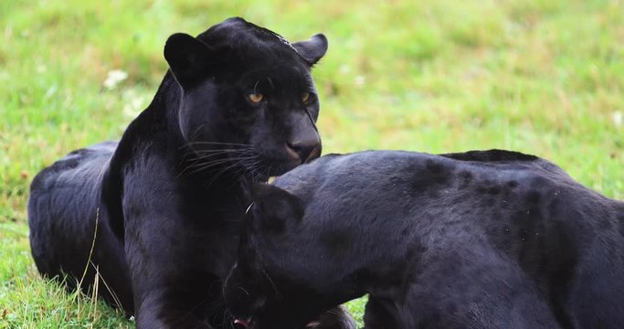 Black panther in the forest