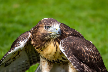 Bussard