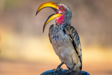 Southeren yellow-billed hornbill or latin name Tockus leucomelas.