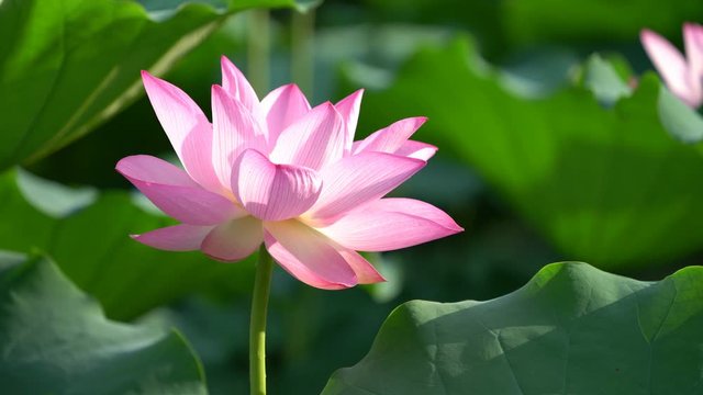 pink lotus flower blooming in garden pond