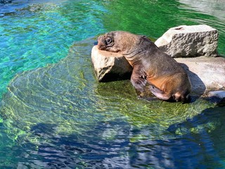 Fototapeta premium sea lion swimming