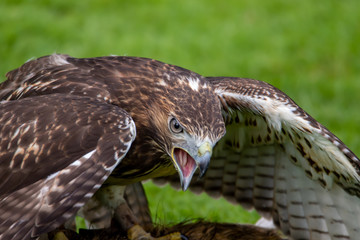 Bussard