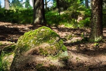 Abandoned mossy rock in the forest
