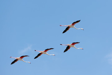 Flamingos flying in Delta del Ebro, Spain
