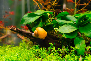 Apple snail in aquarium
