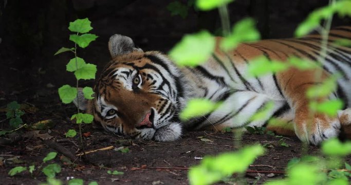 Tiger sitting in the forest