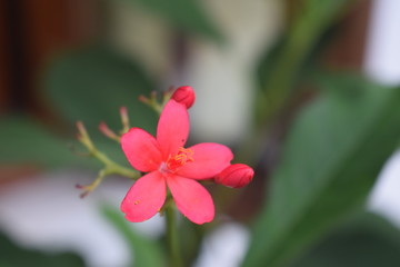 Fototapeta premium red flower