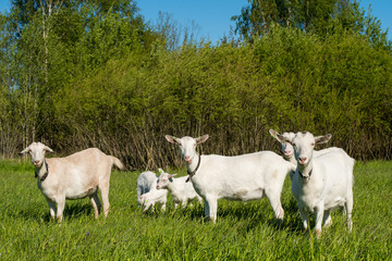 herd of white goats in green grassy meadow