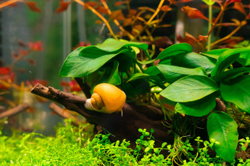 Apple snail in aquarium