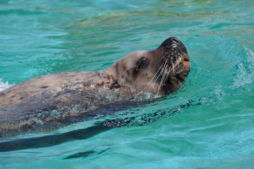 Obraz premium Closeup steller sea lion (Eumetopias jubatus) swimming