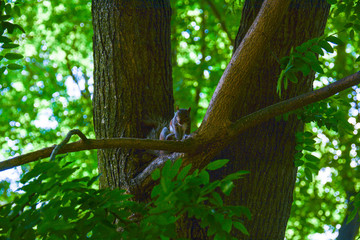 squirrel at central park