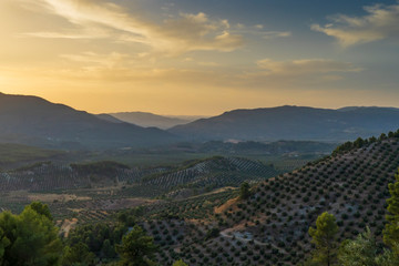 Fototapeta na wymiar Landscape of olive trees and mountains at sunset near Segura de la Sierra in the province of Jaen - Spain